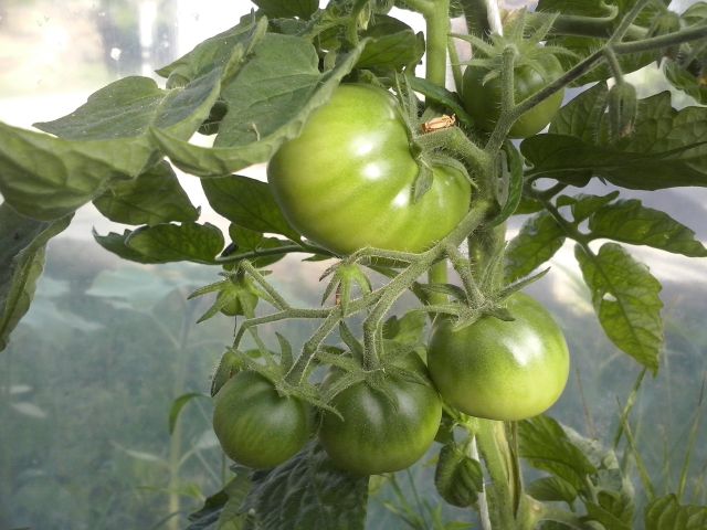 Neprinokę pomidorai